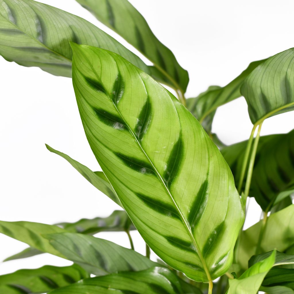 Calathea leopardina