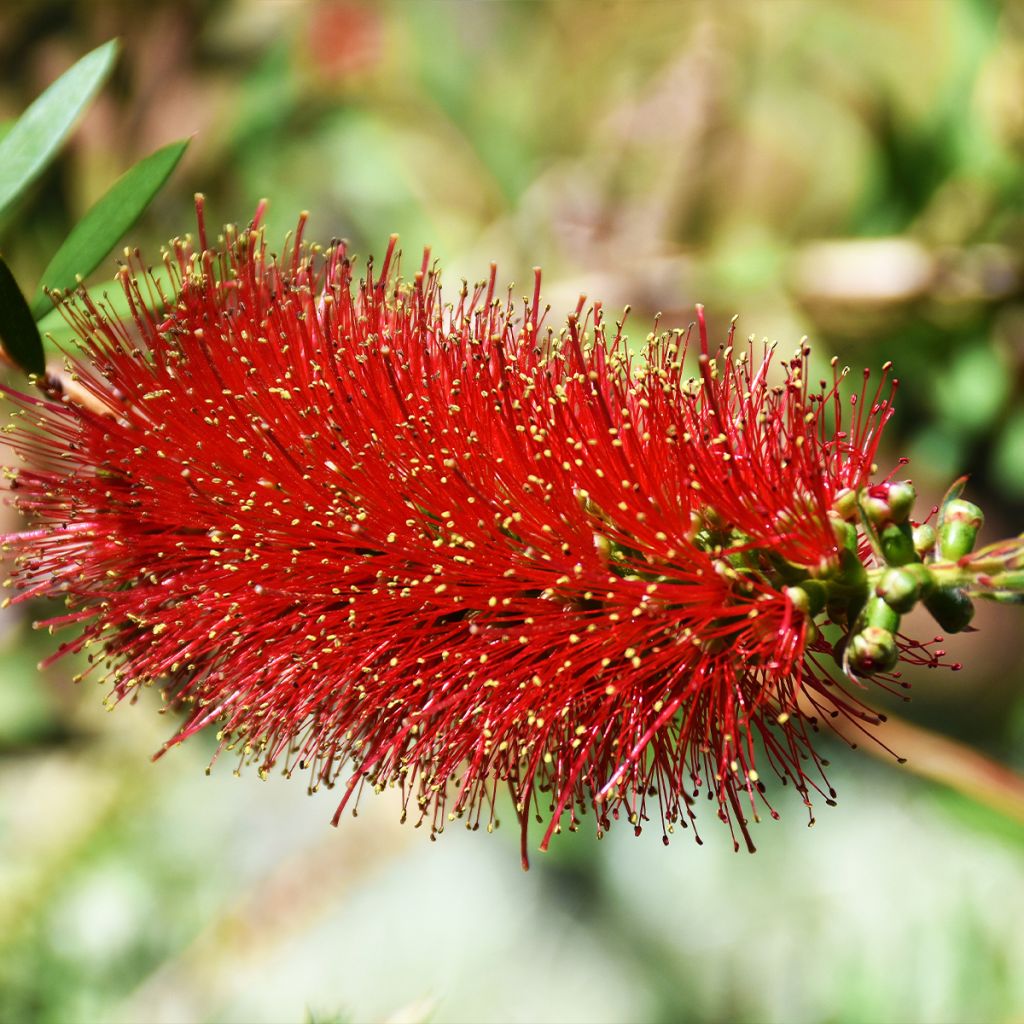 Callistemon Woodlander's Hardy - Rince-bouteille
