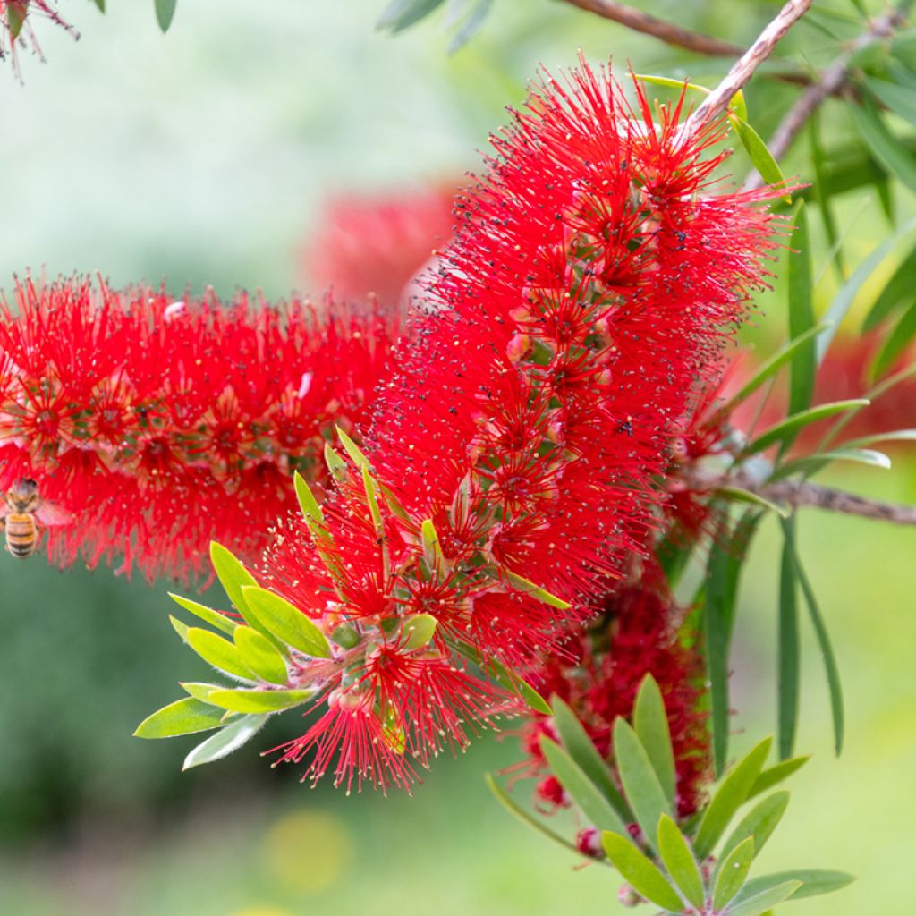 Callistemon rigidus - Rince-bouteille