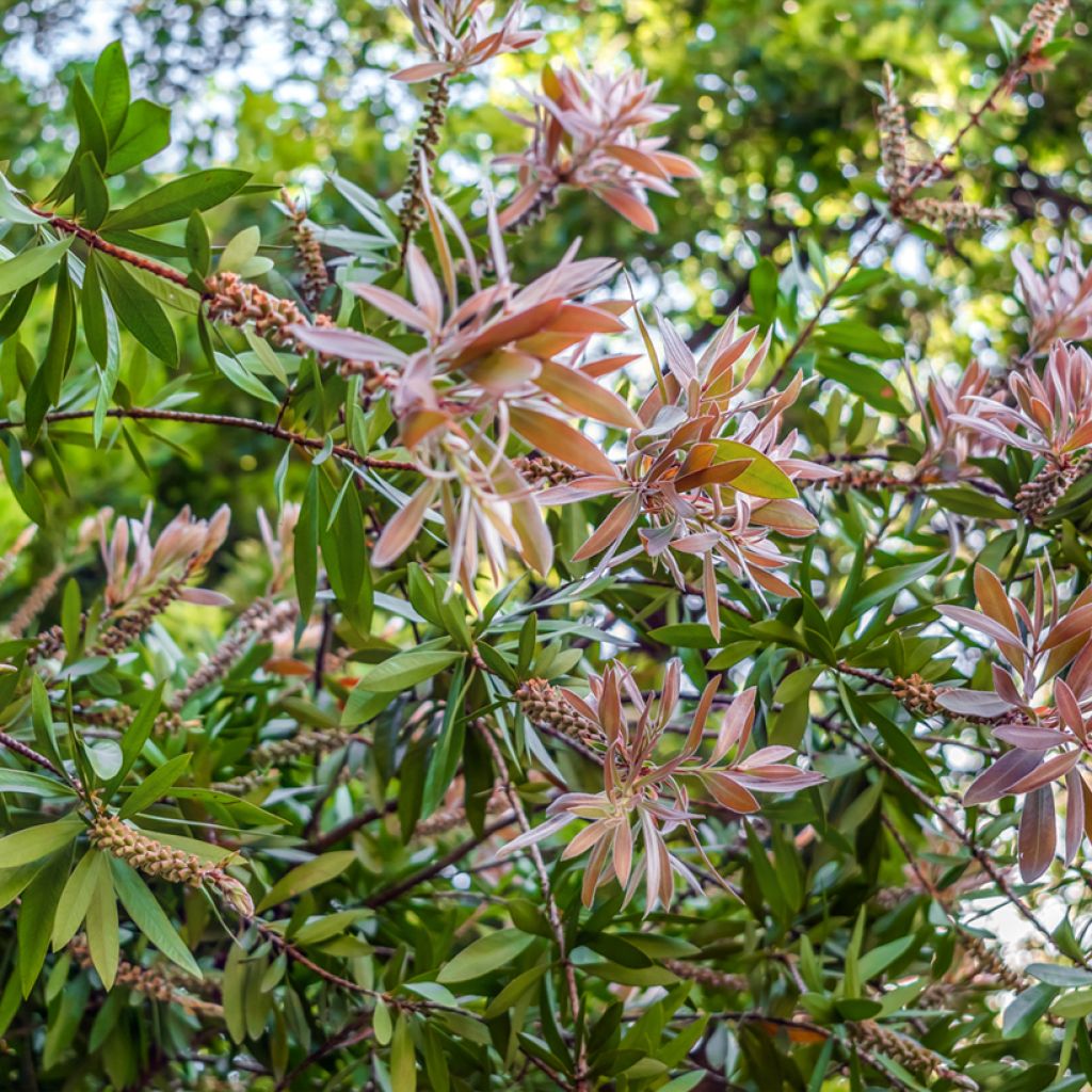 Callistemon salignus - Rince bouteille - Melaleuca salicina