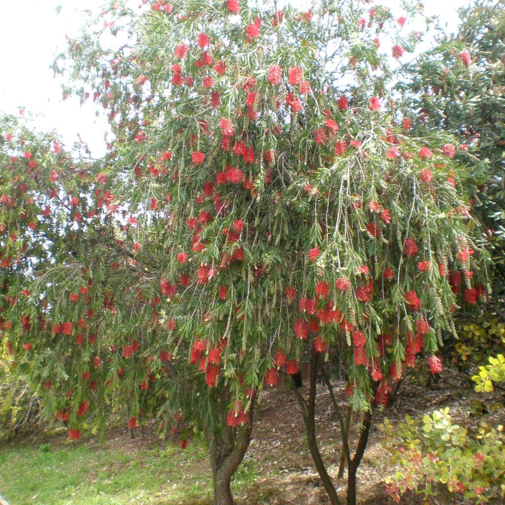 Callistemon viminalis - Rince-bouteille pleureur