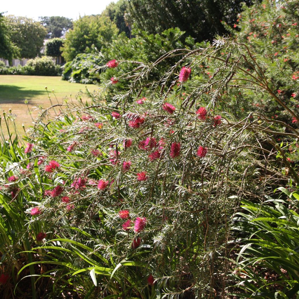 Callistemon viminalis - Rince-bouteille