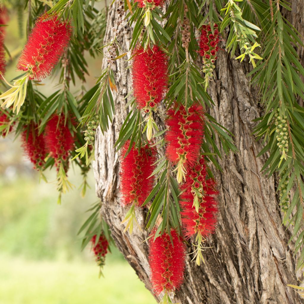 Callistemon viminalis - Rince-bouteille