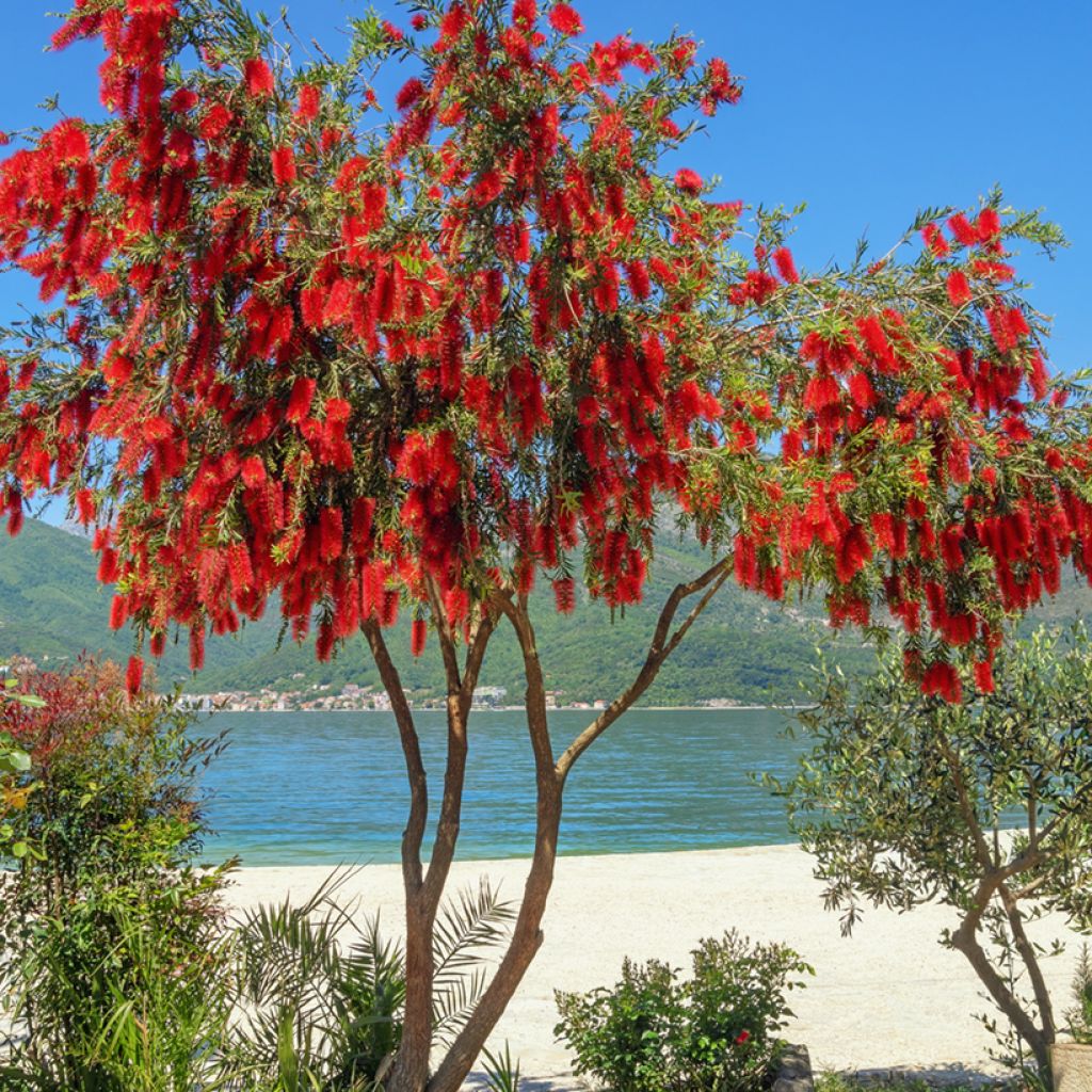 Callistemon viminalis - Rince-bouteille