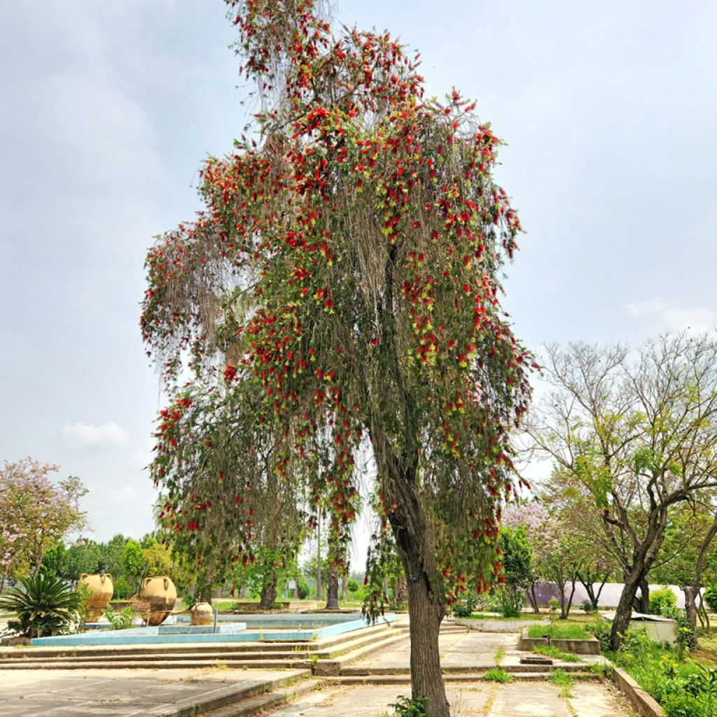 Callistemon viminalis - Rince-bouteille