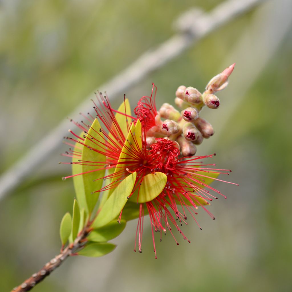 Callistemon (x) laevis