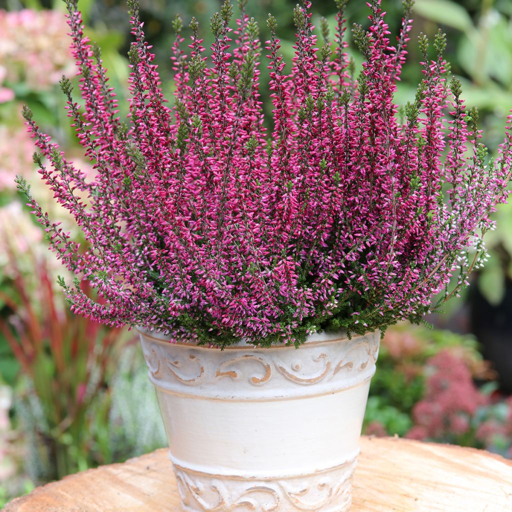 Bruyère d'été - Calluna Garden Girls Amethyst