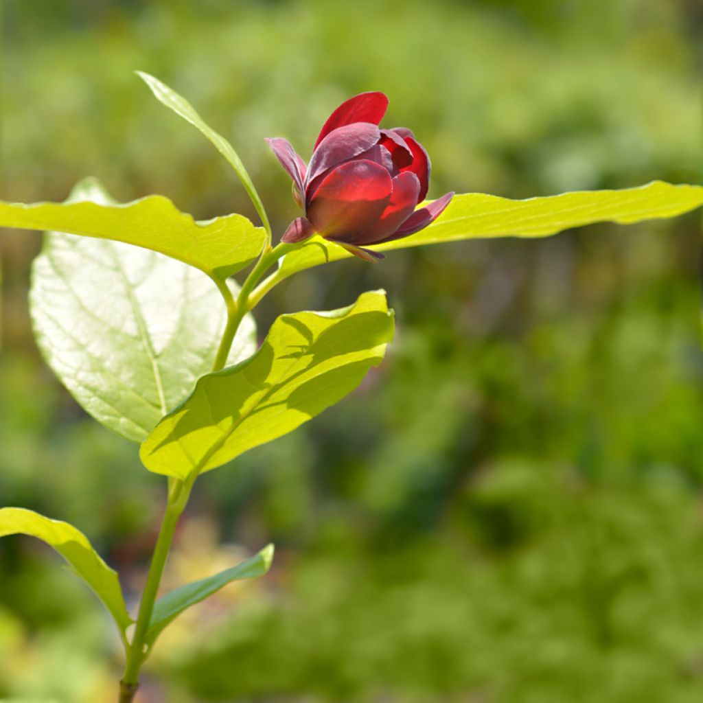 Calycanthus raulstonii Aphrodite - Arbre aux anémones.