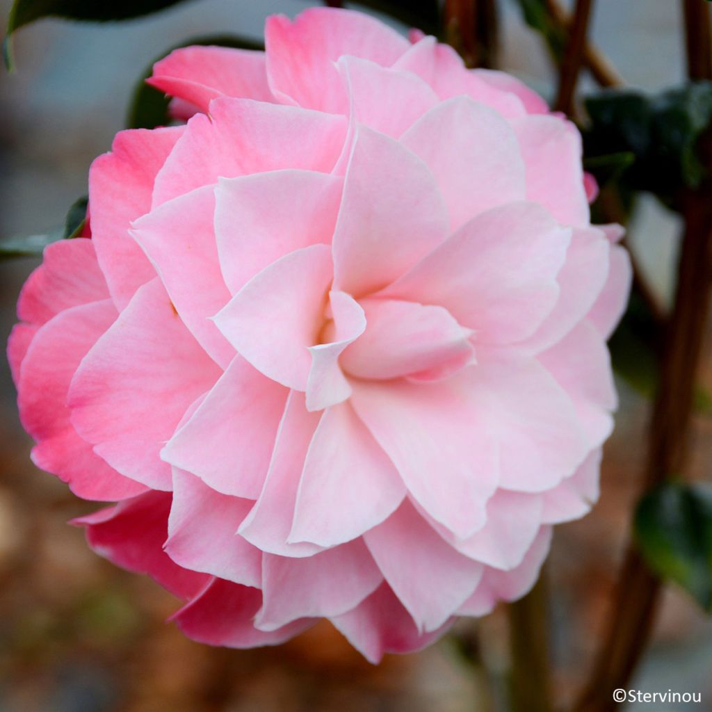 Camélia Buttons N Bows - Camellia x williamsii