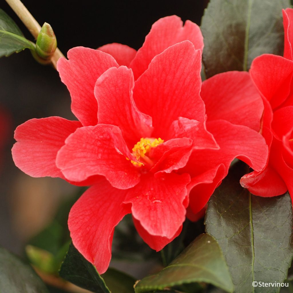 Camélia Freedom Bell - Camellia x williamsii