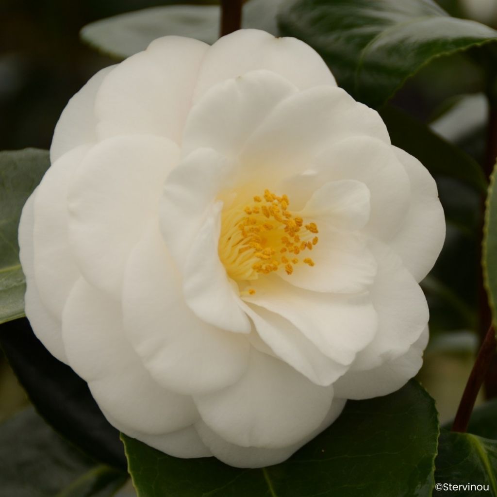 Camélia Janet Waterhouse - Camellia japonica