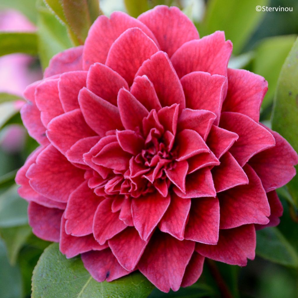 Camélia Manuroa Road - Camellia japonica