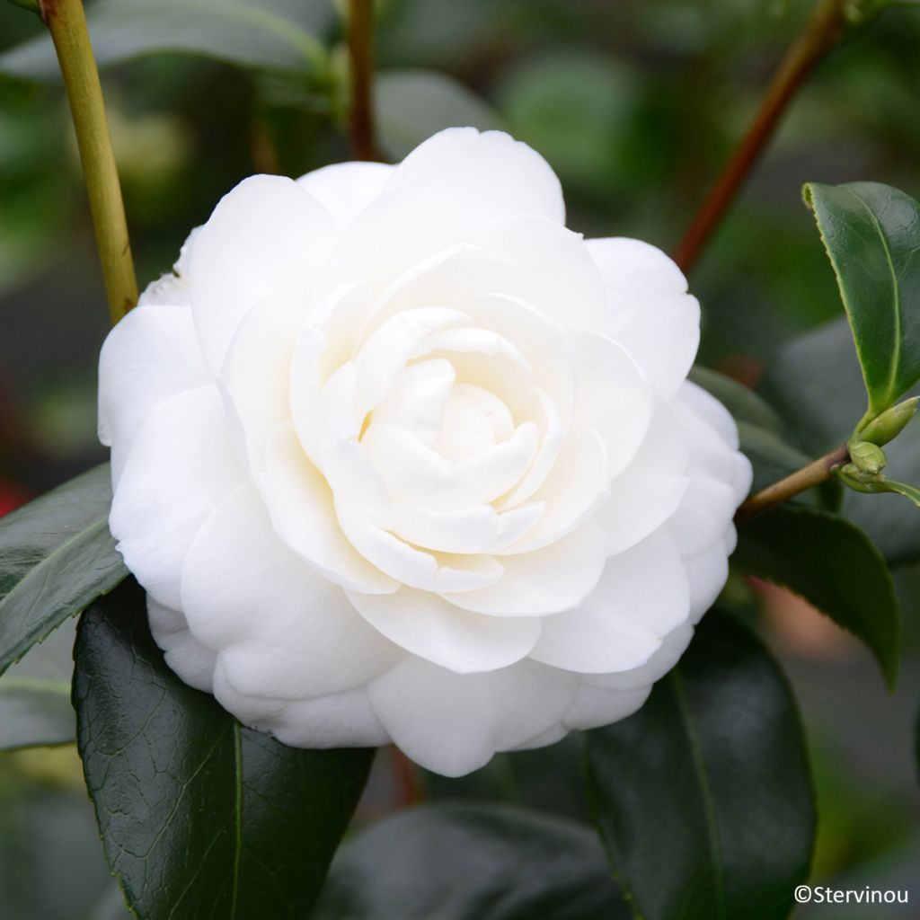 Camélia Satsuma - Camellia japonica
