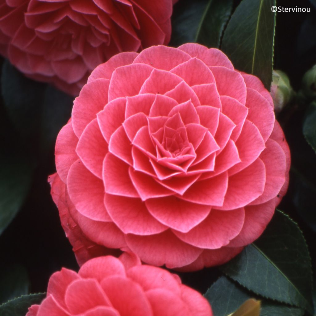 Camélia Spring Formal - Camellia japonica