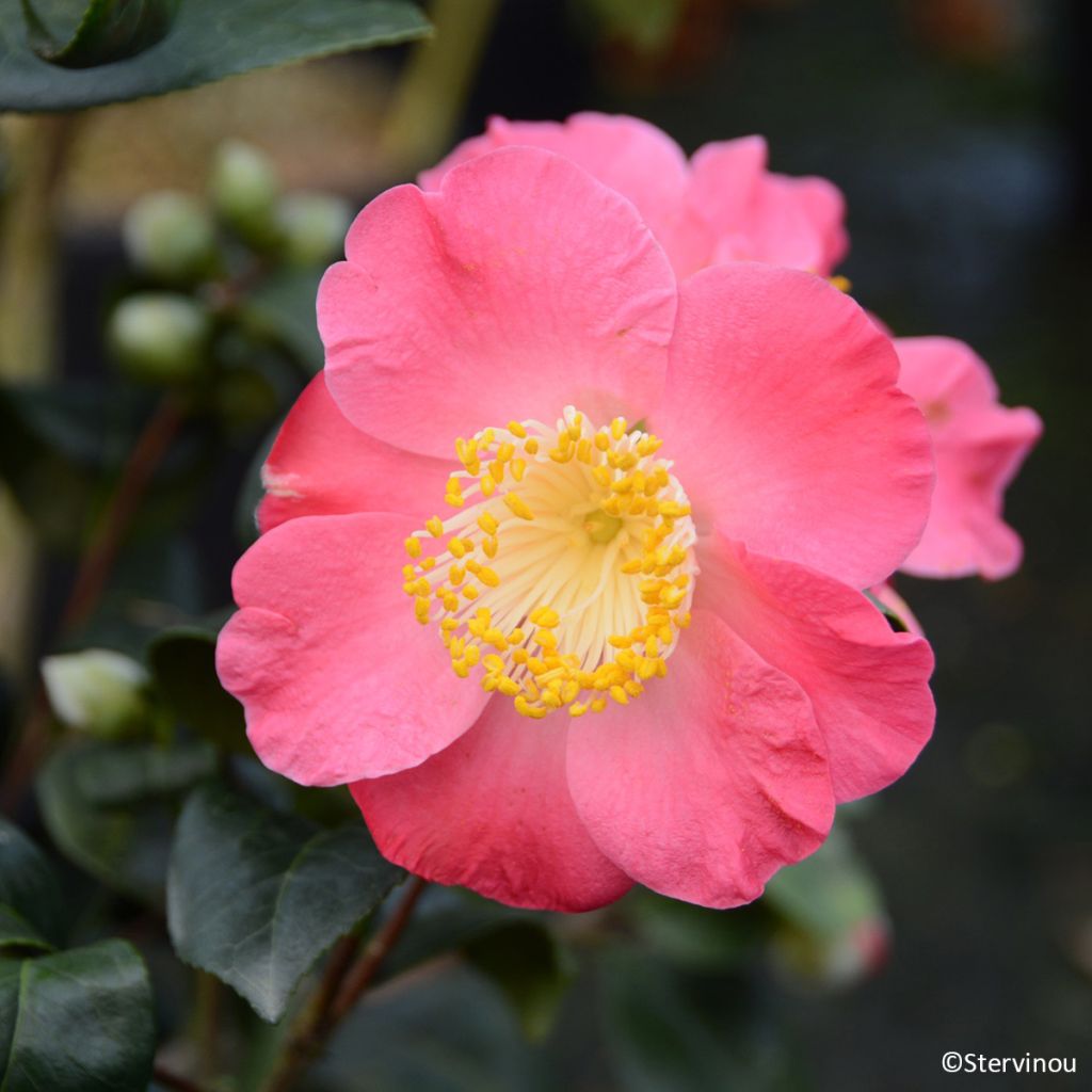 Camélia Ville du Havre - Camellia japonica