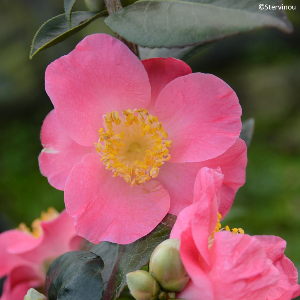 Camélia Ville du Havre - Camellia japonica