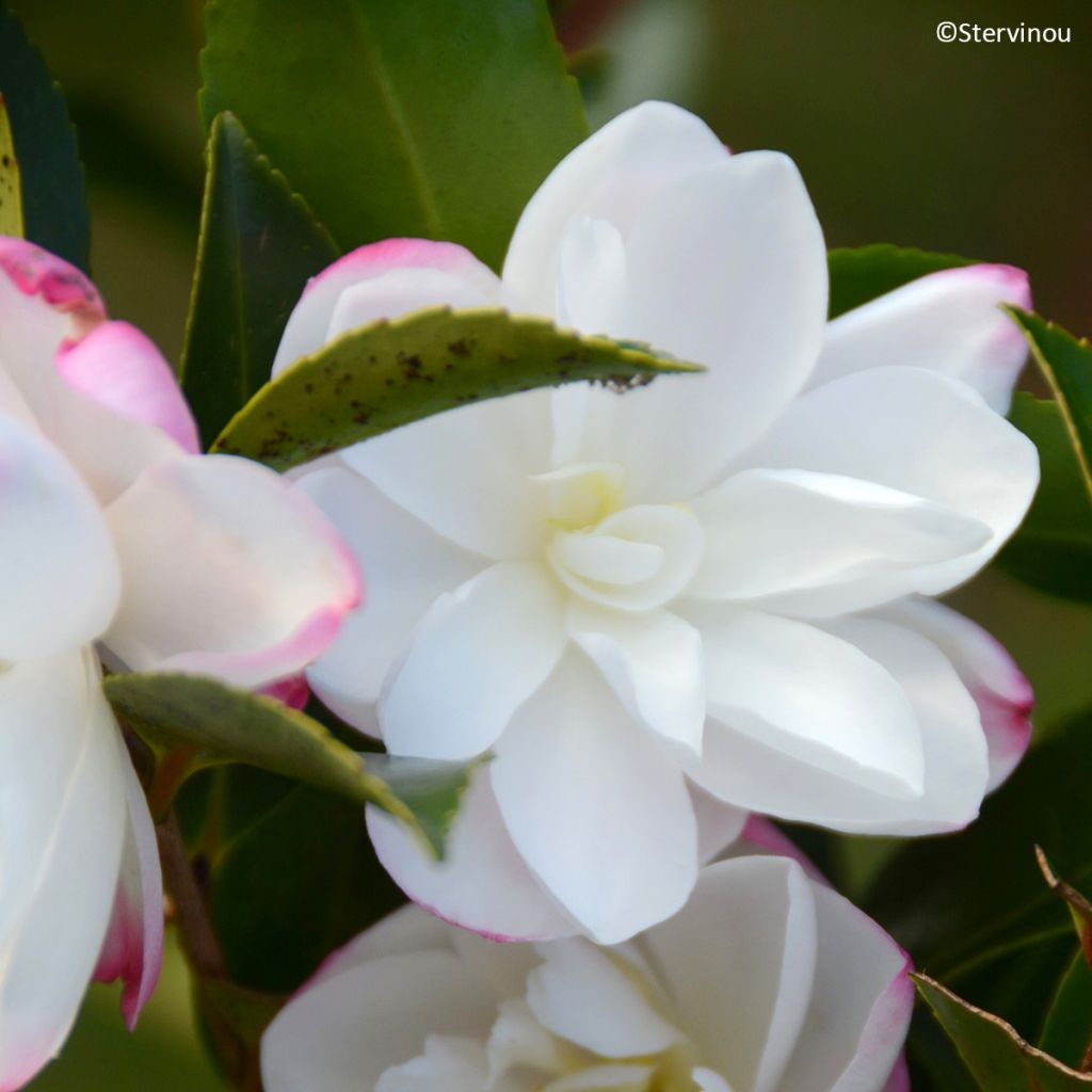 Camélia d’automne Blush – Camellia sasanqua