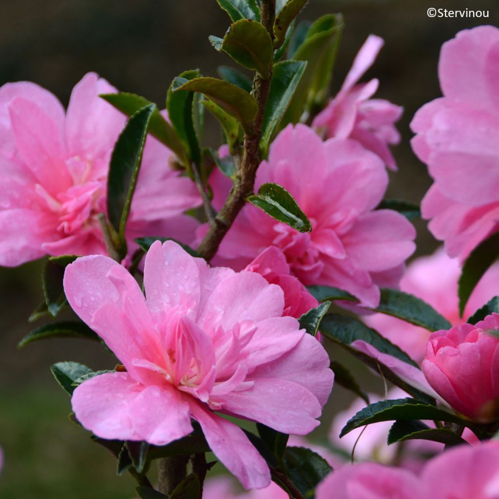 Camélia d'automne Elfin rose - Camellia x hiemalis