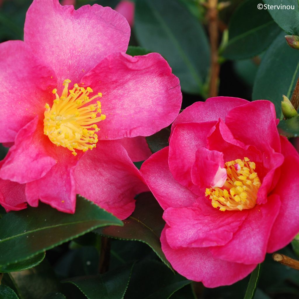 Camélia d'automne Hiryu - Camellia sasanqua