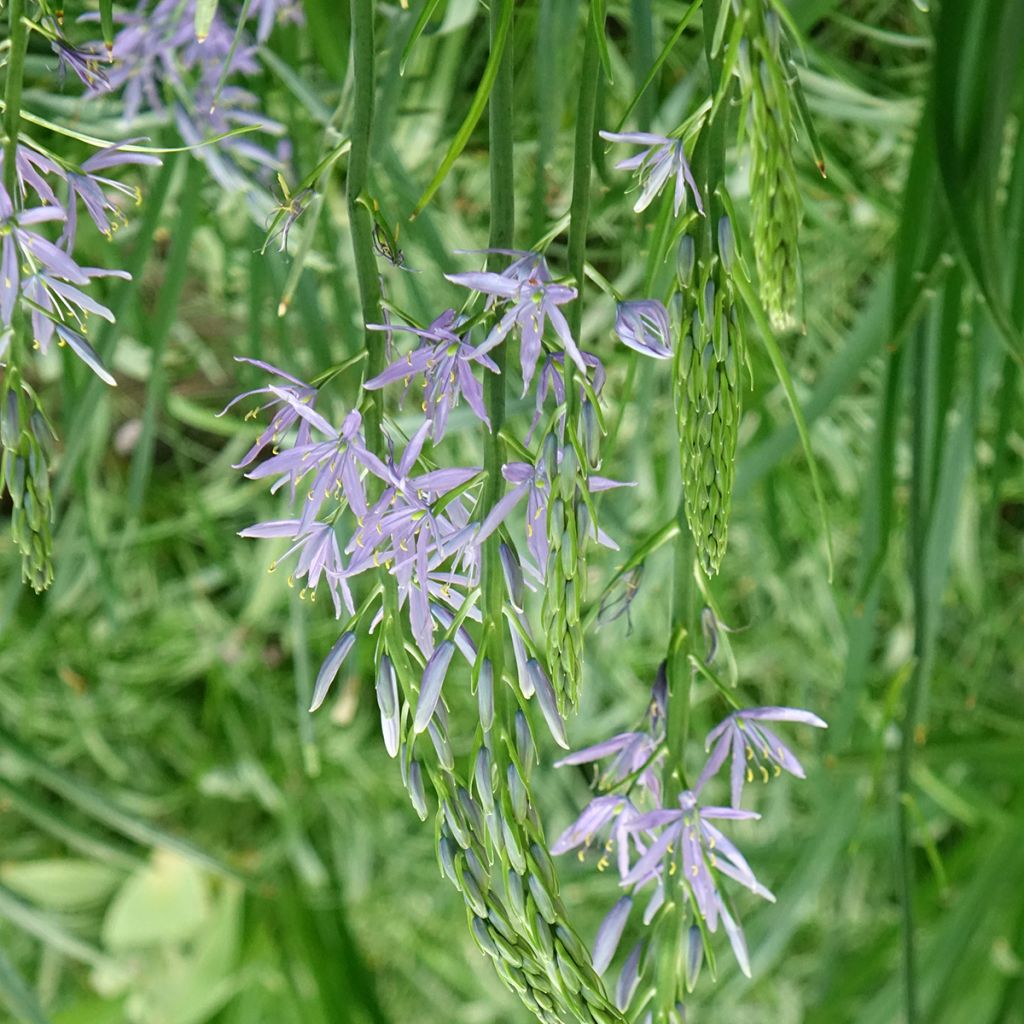 Camassia leichtlinii Caerulea