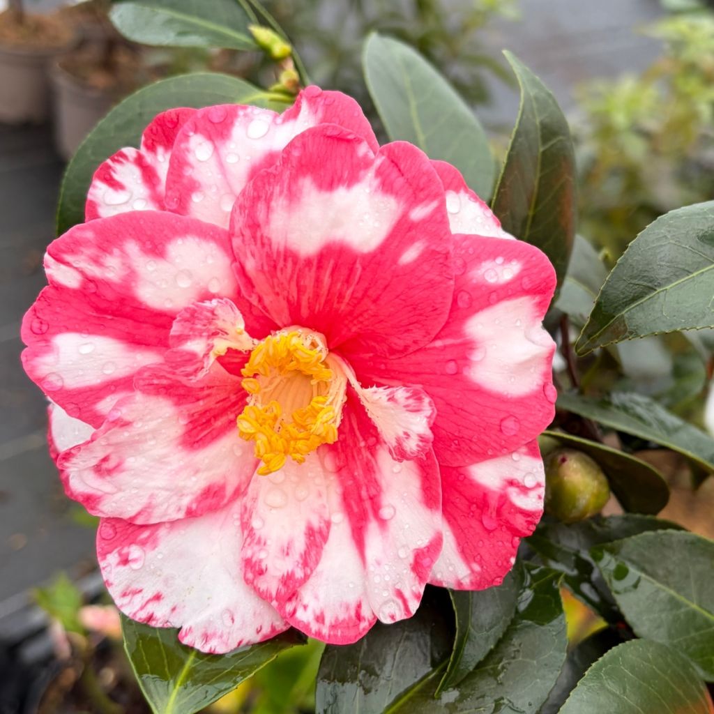 Camélia Donckelarii - Camellia japonica