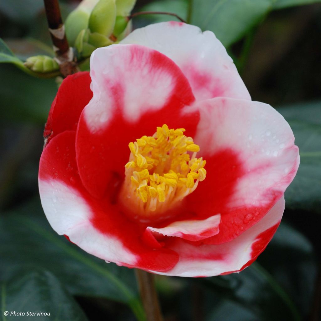 Camelia Robert Lasson - Camellia japonica