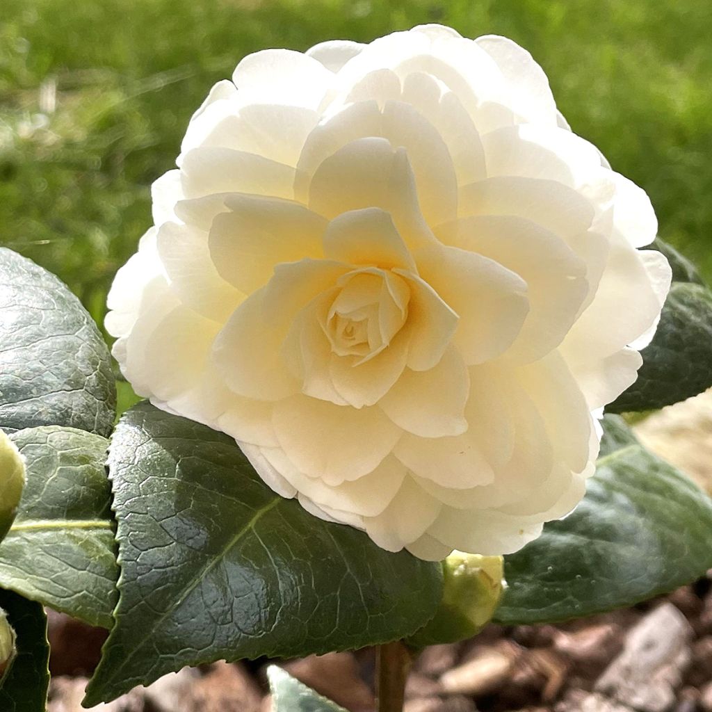 Camélia classique - Camellia Dahlonega
