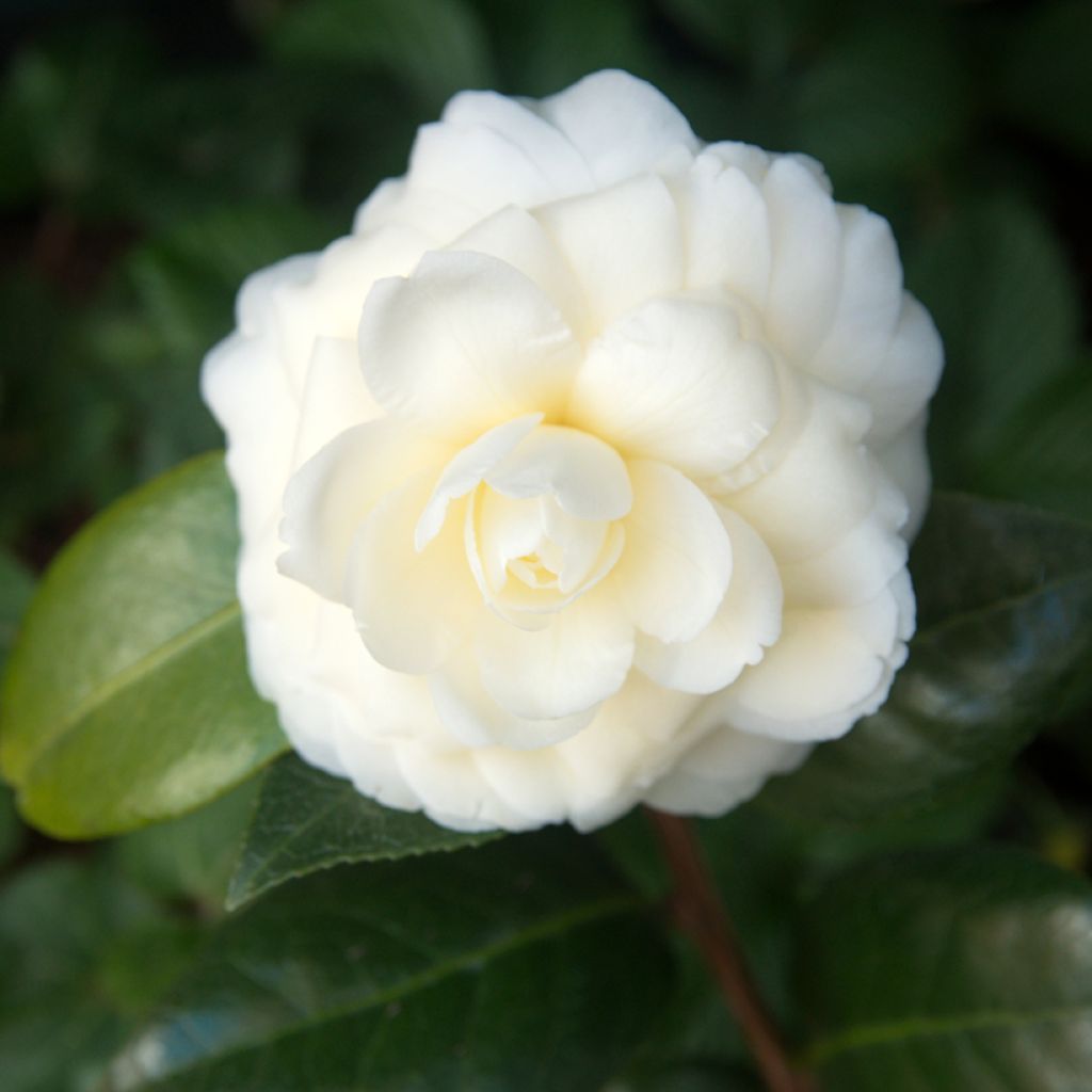 Camélia classique - Camellia Dahlonega