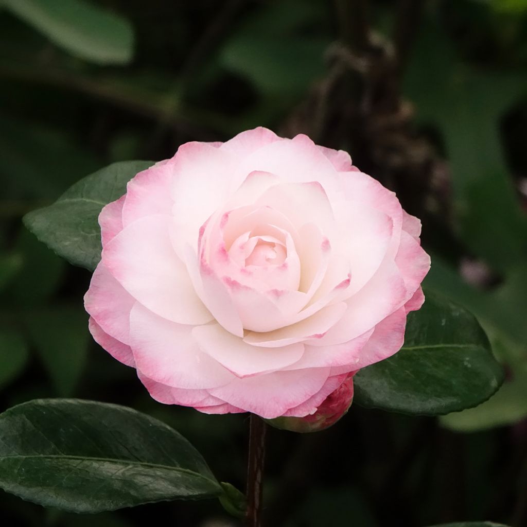 Camélia classique - Camellia Nuccio s Pearl