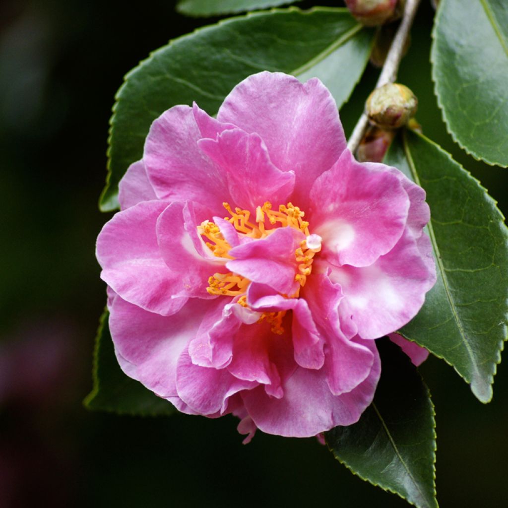 Camélia d automne - Camellia sasanqua Showa no Sakae