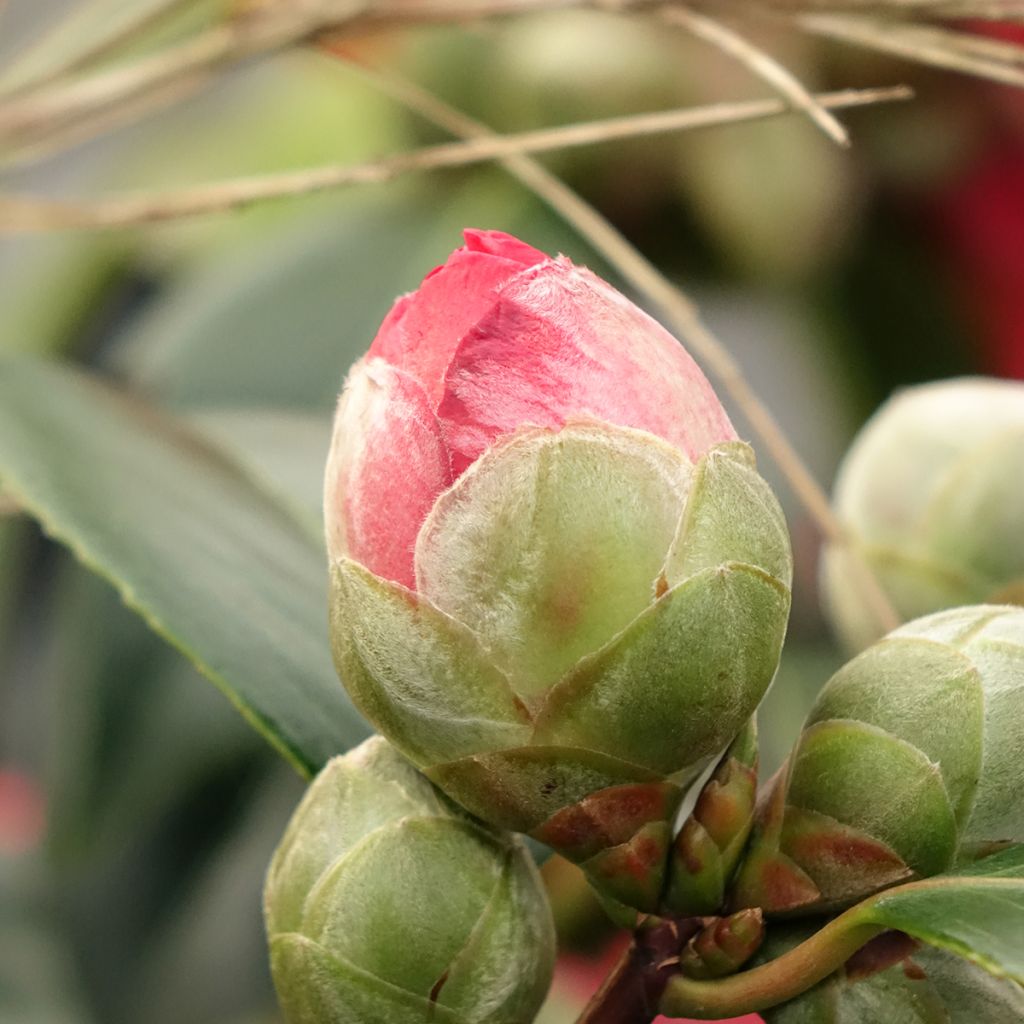 Camélia San dimas - Camellia japonica