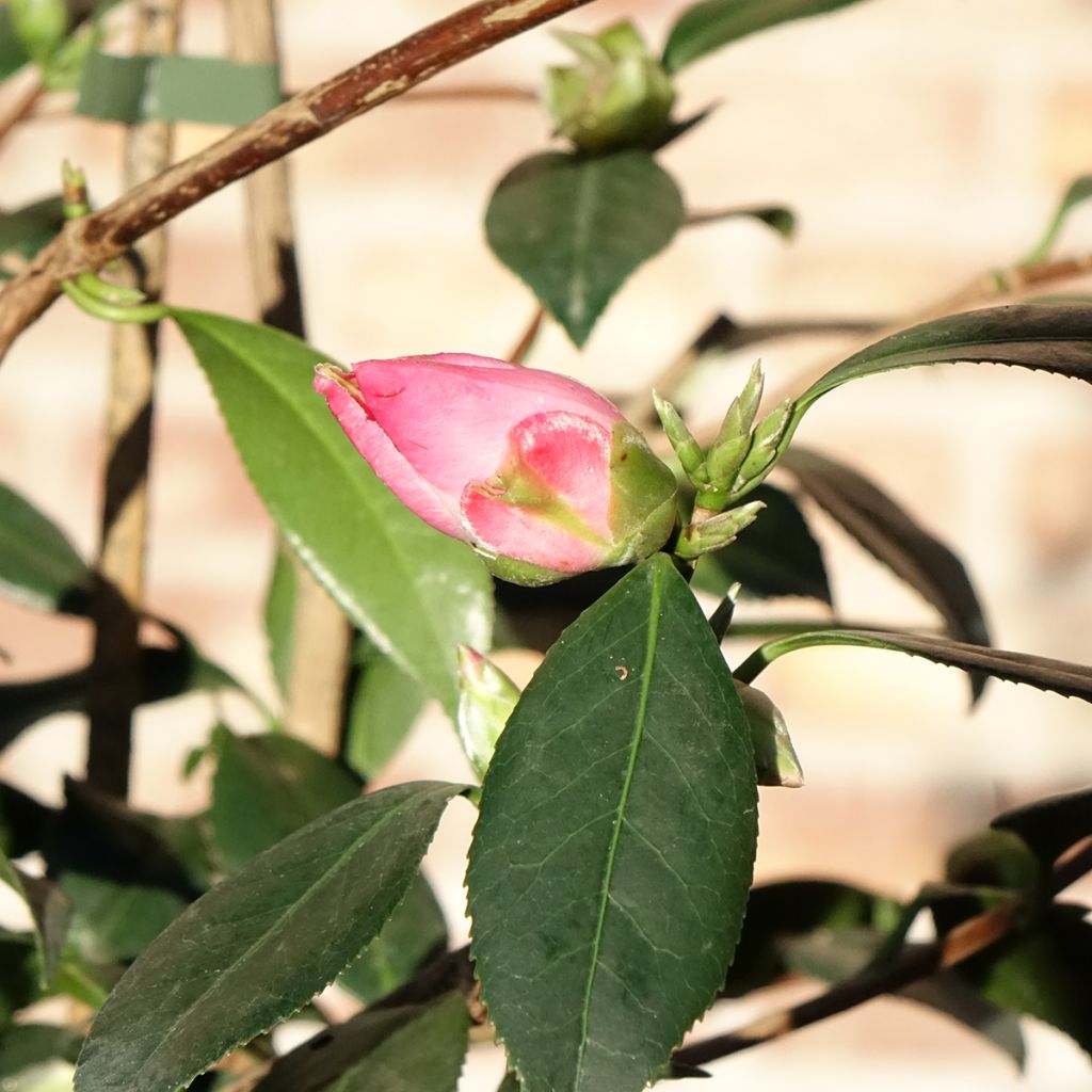 Camélia Tulip Time - Camellia (x) williamsii