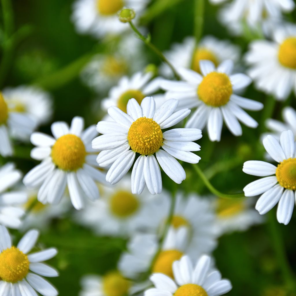 Camomille allemande - Matricaria recutita (chamomilla)
