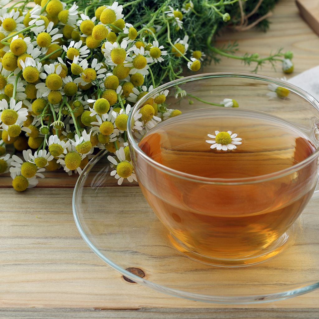 Camomille allemande - Matricaria recutita (chamomilla)