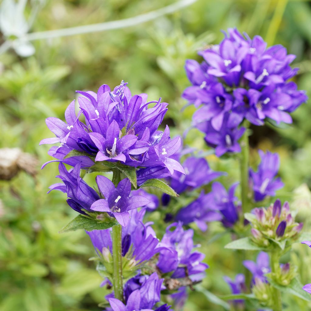 Campanule à bouquets - Campanula glomerata Superba