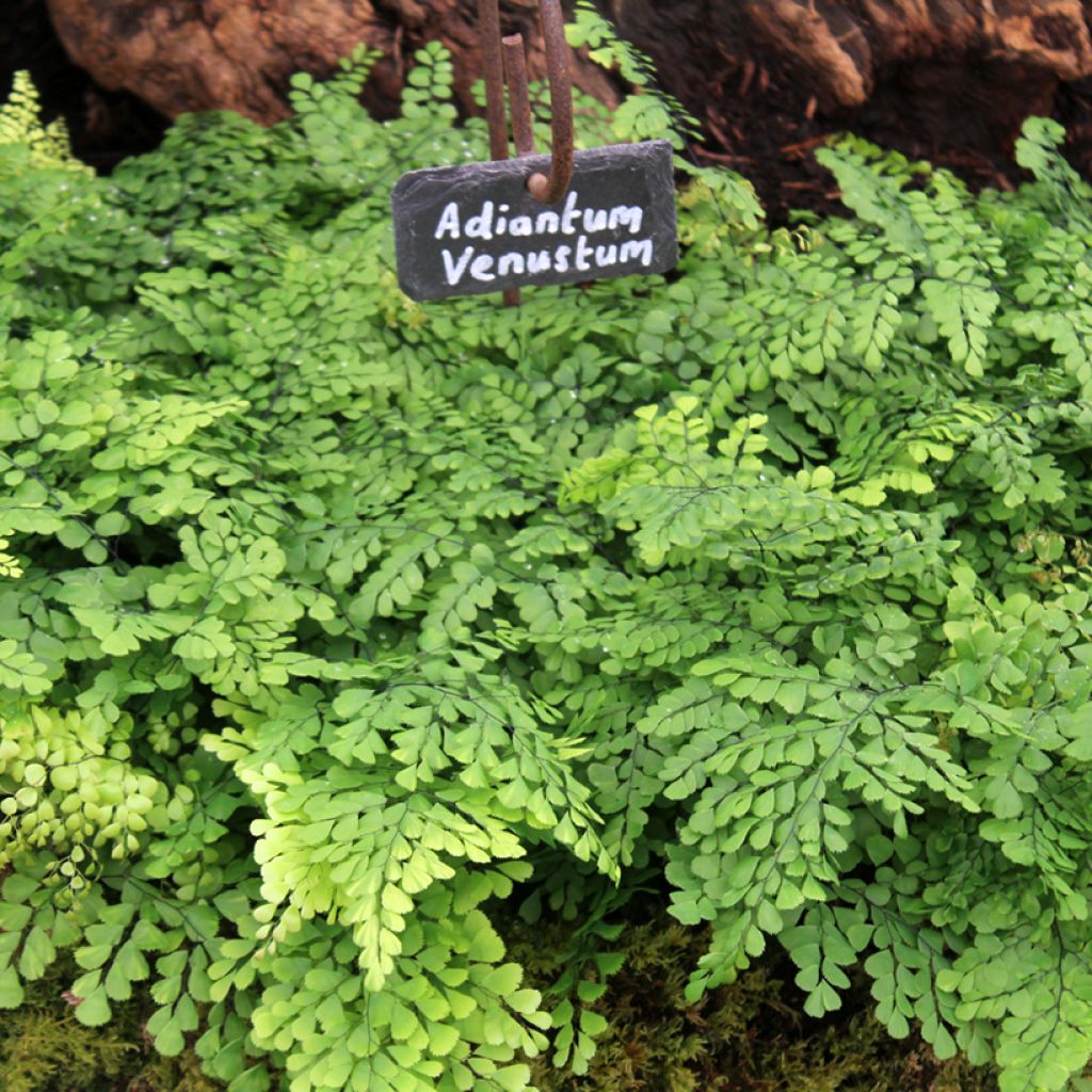 Capillaire élégante - Adiantum venustum