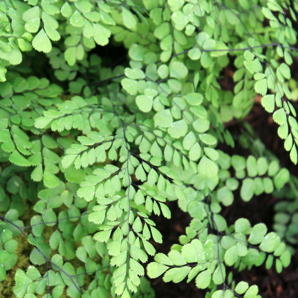 Capillaire élégante - Adiantum venustum