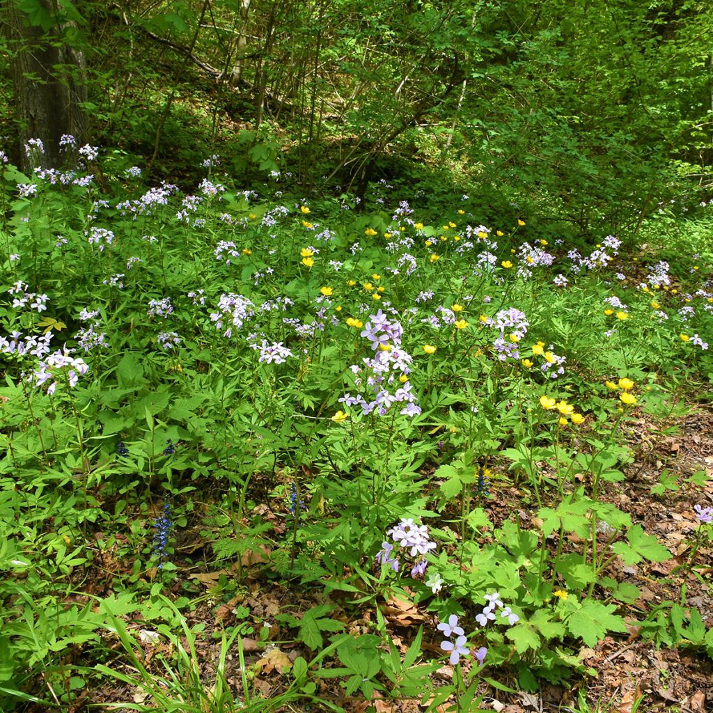 Cardamine bulbifera, Cresson des près