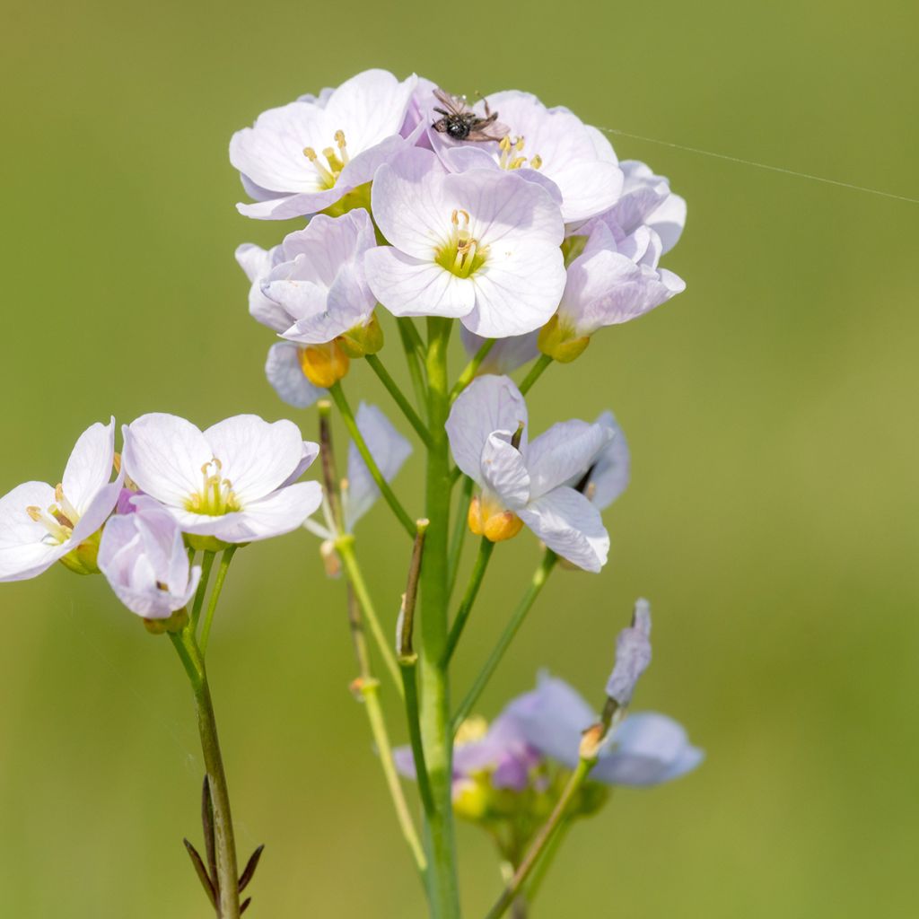 Cardamine des prés, Cresson des prés - Cardamine pratensis