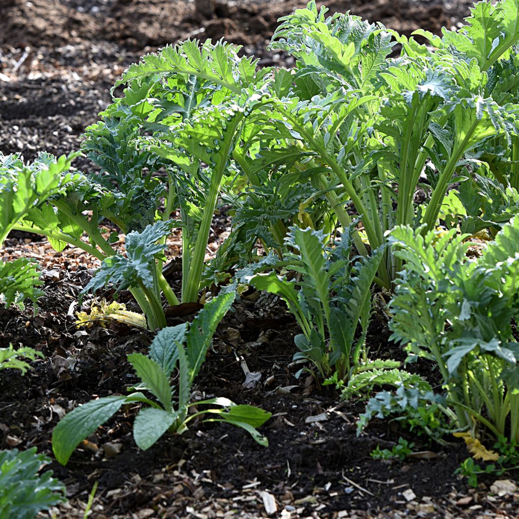 Cardon rouge d'Alger - Cynara cardunculus