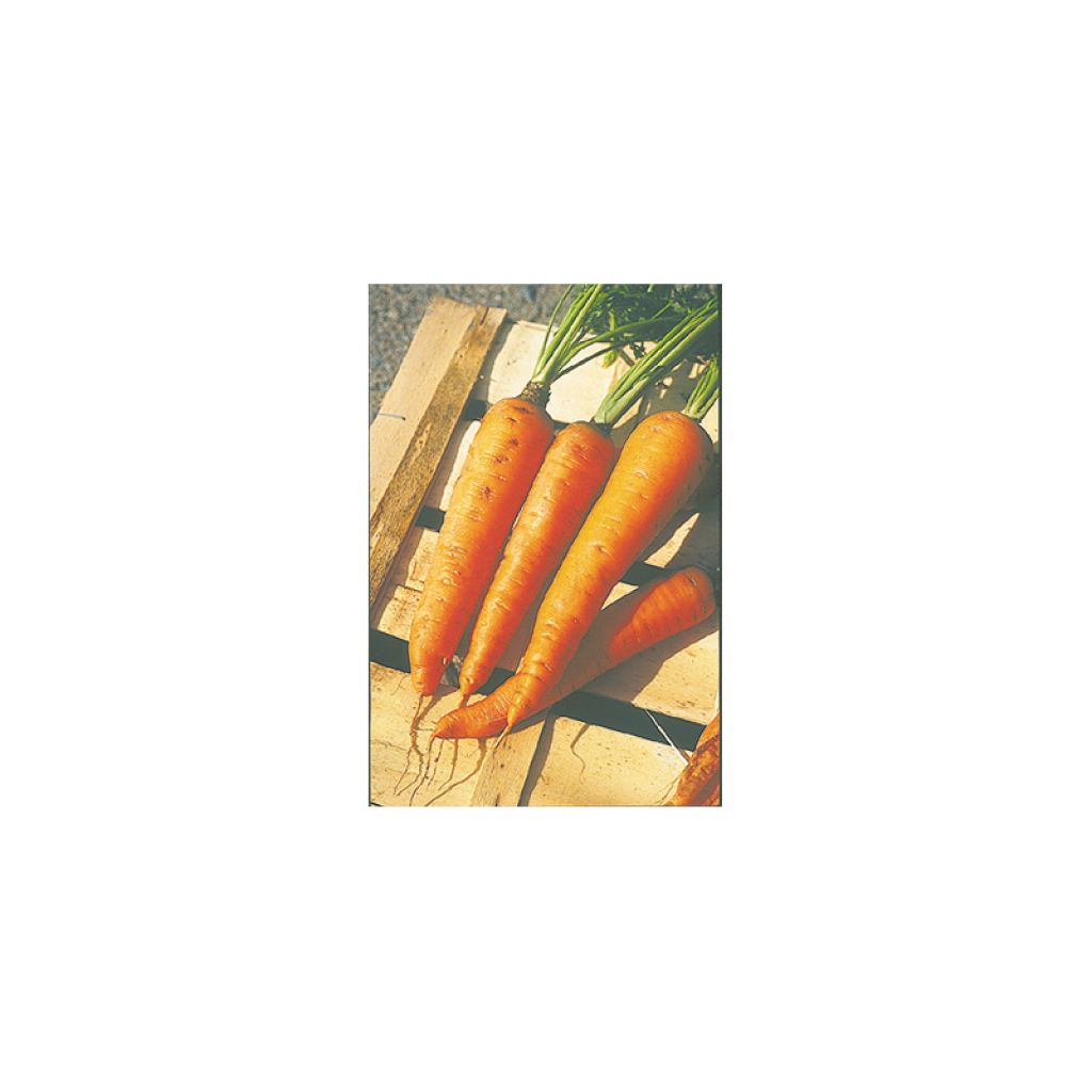 Carotte Longue Lisse de Meaux