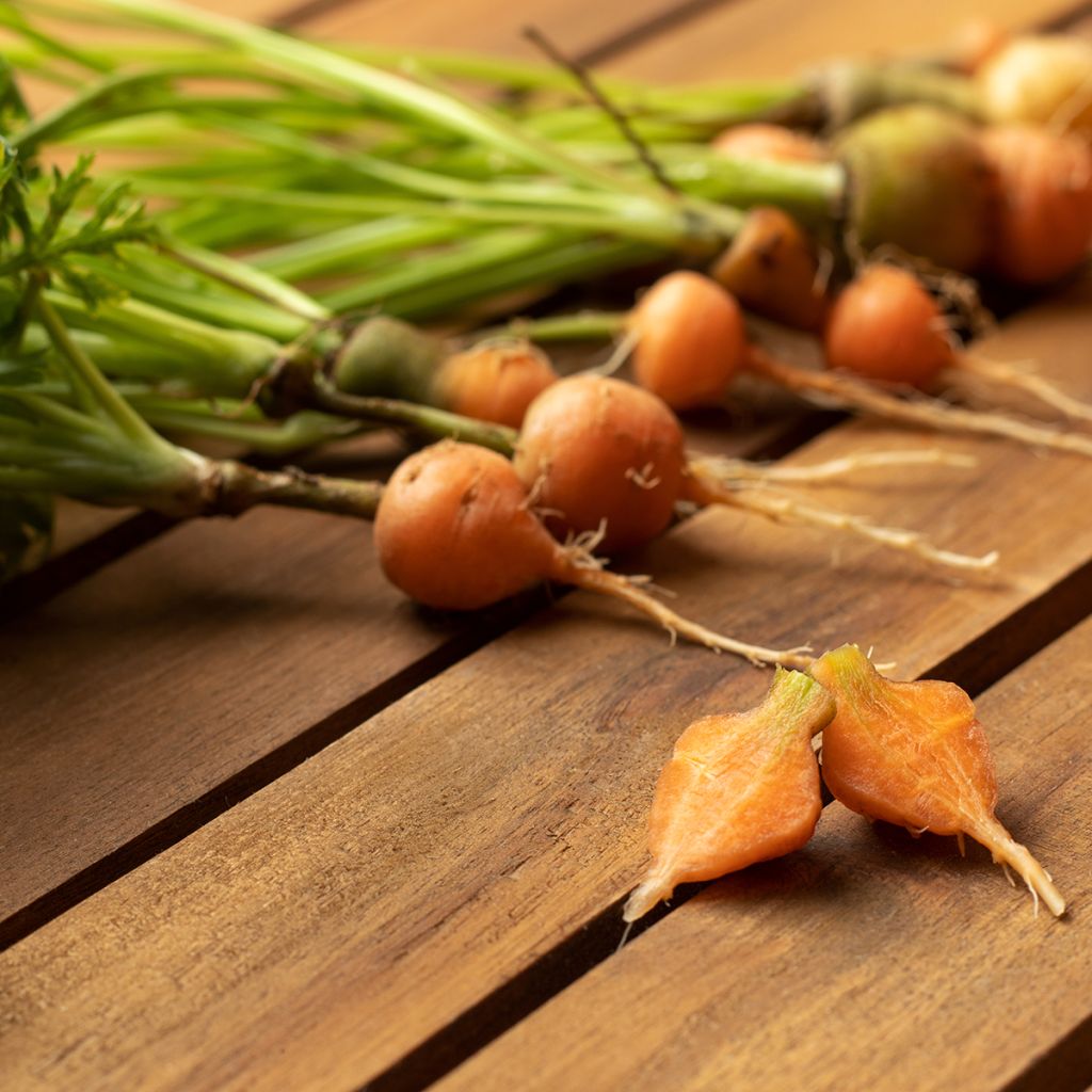 Carotte Marché de Paris - Daucus carota