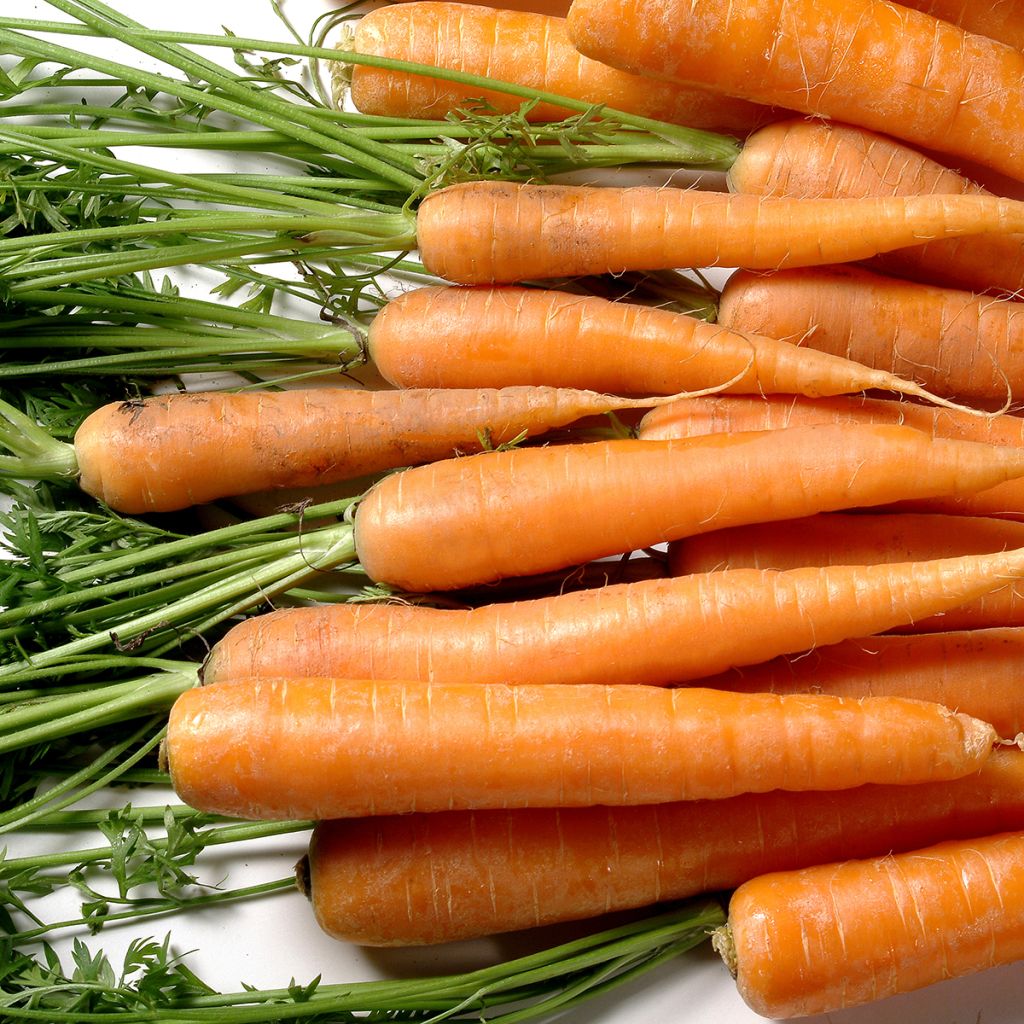 Carotte Berlikum 2 BIO