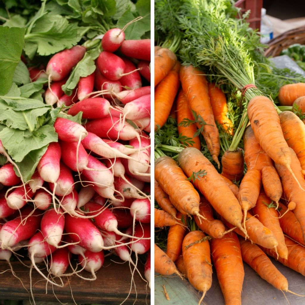 Carotte et Radis en mélange (Carotte Nantaise 2 - Radis de 18 jours) - Bio - Ferme de Sainte Marthe