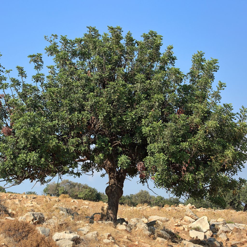 Caroubier - Ceratonia siliqua