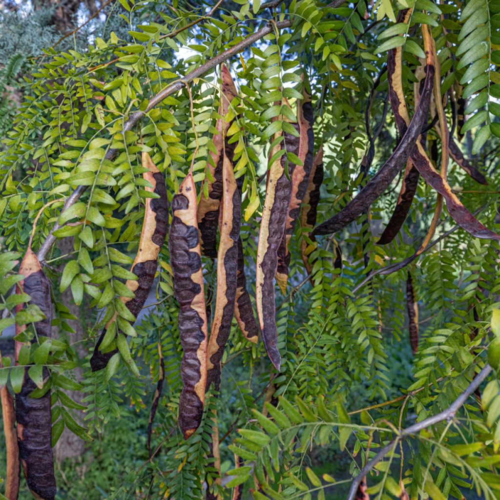 Caroubier - Ceratonia siliqua