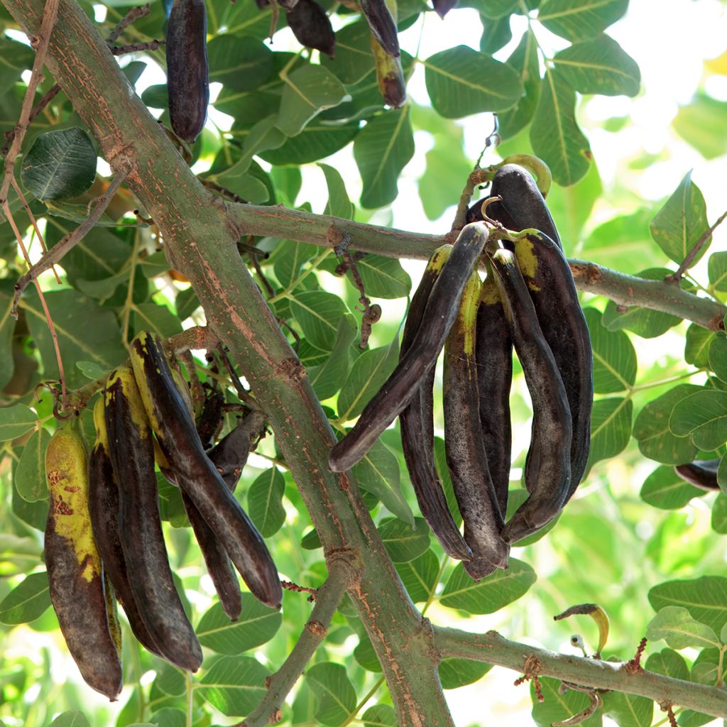 Caroubier Turis - Ceratonia siliqua