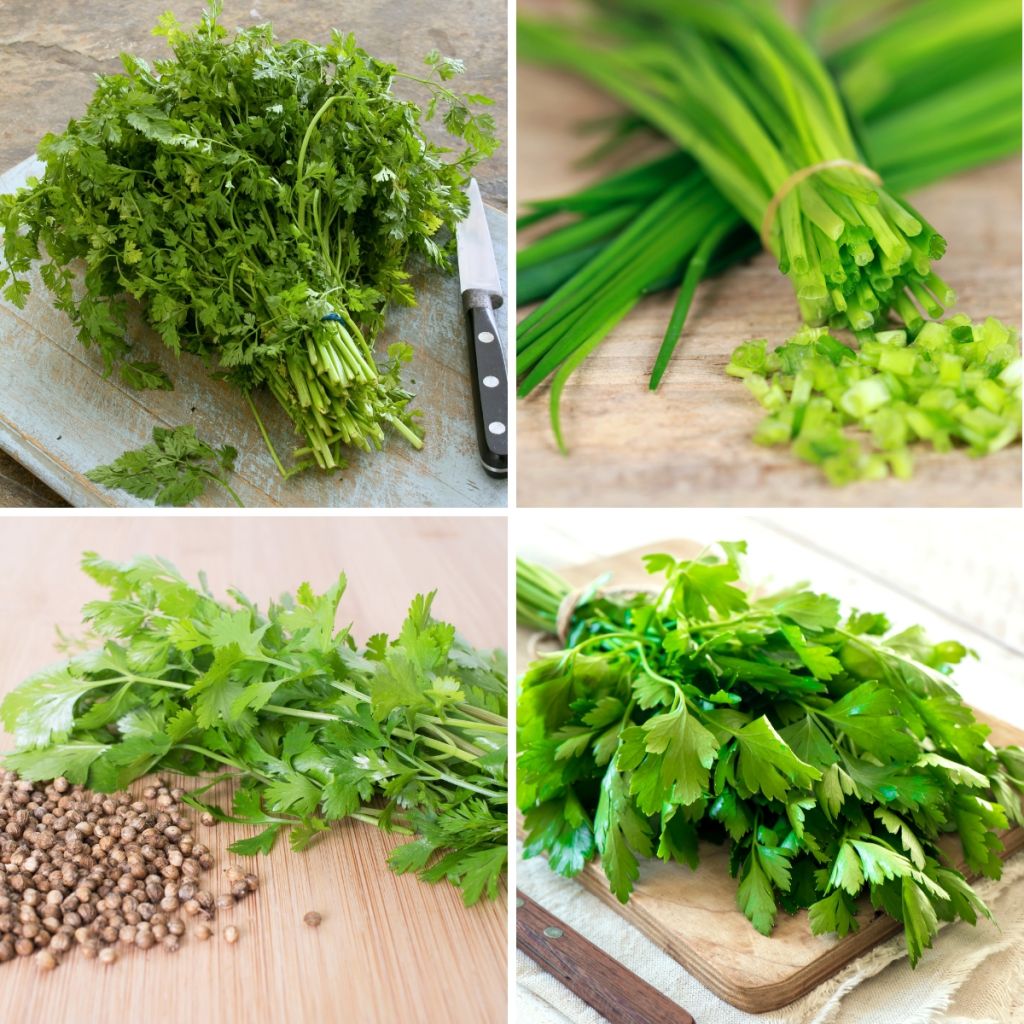 Carte Ruban d'Aromates en mélange (Ciboulette commune - Persil commun 2 - Coriandre - Cerfeuil commun) - Bio - Ferme de Sainte Marthe