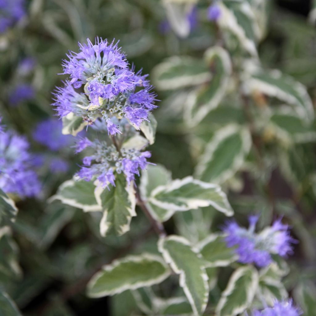 Caryopteris White Surprise - Spirée bleue, Barbe-bleue