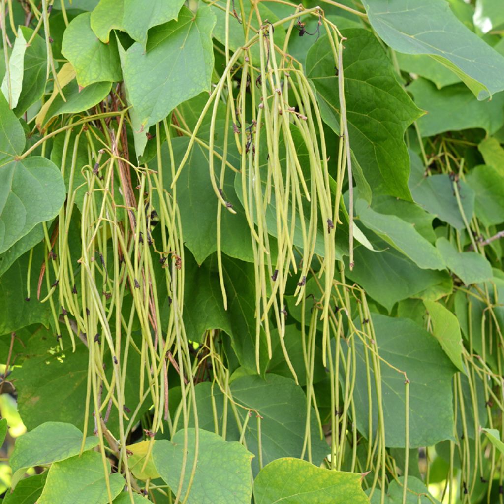 Catalpa bignonioides - Catalpa commun